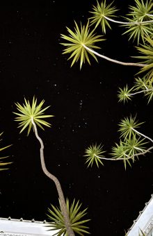 Photo rêve avec Palmiers